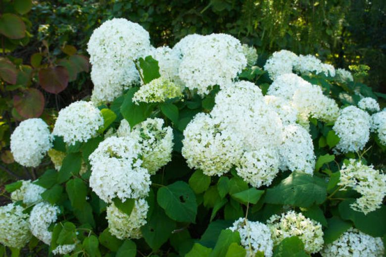 Hortenzijas hortenziju kopšana pavasarī skaistas hortenzijas kā pareizi kopt hortenzijas pavasar'ī kas j\azina par hortenziju kopšanu