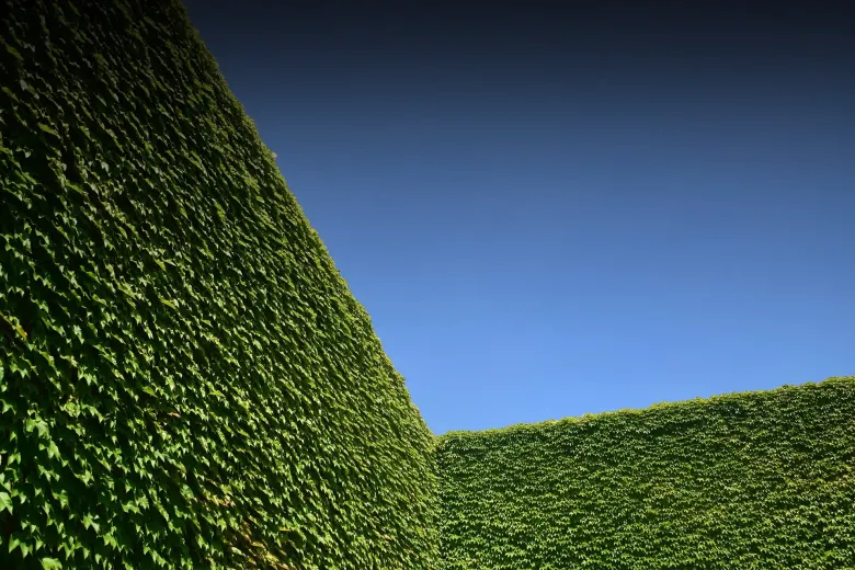 Dzīvžogu cirpšana un žogu formēšana - tūju cirpšana