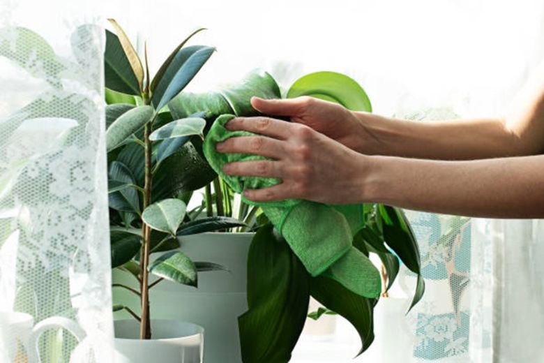 telpaugu kopšana ziemā