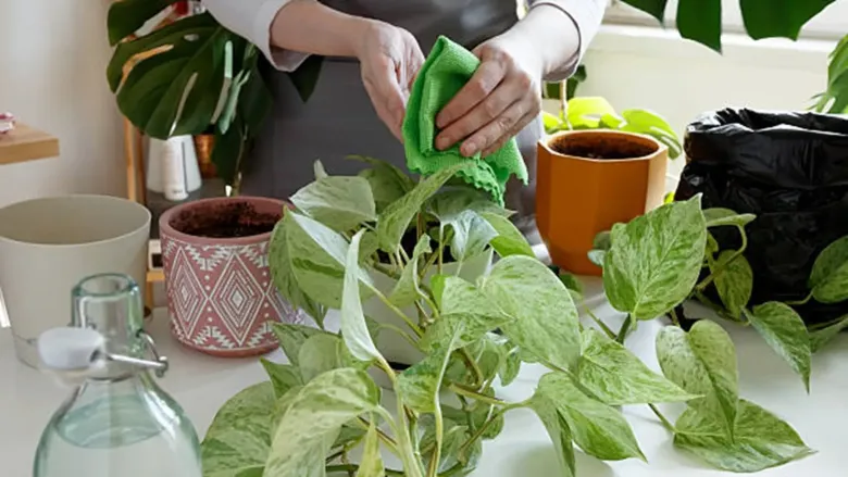 telpaugi, mājas augi, moderns interjers, zaļais interjers, augu dizains, urbānā džungļu stils, viegli kopjami augi, monstera, pothos, zamiokulkas, fokusa augs, dabas elementi mājās, ilgtspējīgs dzīvesveids, mājīga atmosfēra, interjera tendences, augu kopšana, zaļā oāze, skandināvu interjers, dizaina augi, minimālisma interjers