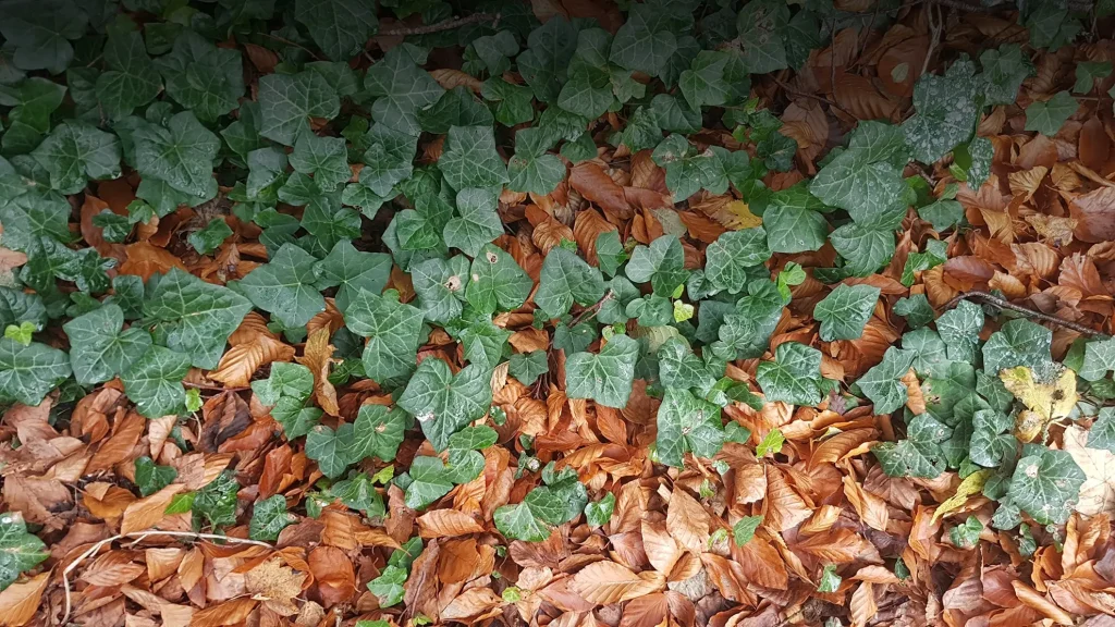 Rudens un pavasara tīrīšanas darbi, rudens darbi dārzā, koku ieziemošana, gatavošanās ziemai, dārzs, dārza darbi